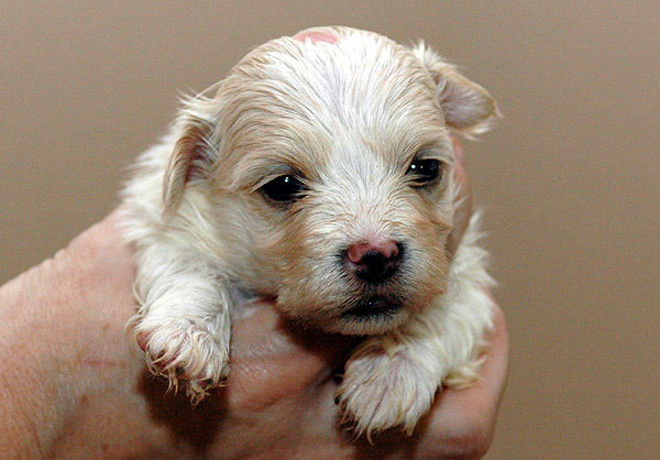 Birk bichon havanese hvalp hundehvalp bichon havanais hvalpe hundehvalpe