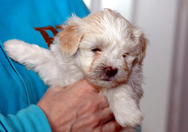 Birk bichon havanese hvalp hundehvalp bichon havanais hvalpe hundehvalpe