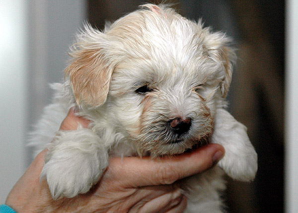 Birk bichon havanese hvalp hundehvalp bichon havanais hvalpe hundehvalpe