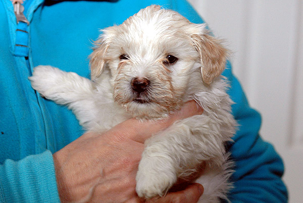 Birk bichon havanese hvalp hundehvalp bichon havanais hvalpe hundehvalpe