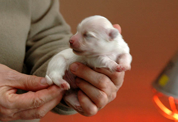 Bjarke bichon havanese hvalp hundehvalp bichon havanais hvalpe hundehvalpe