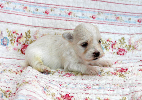 Bjarke bichon havanese hvalp hundehvalp bichon havanais hvalpe hundehvalpe