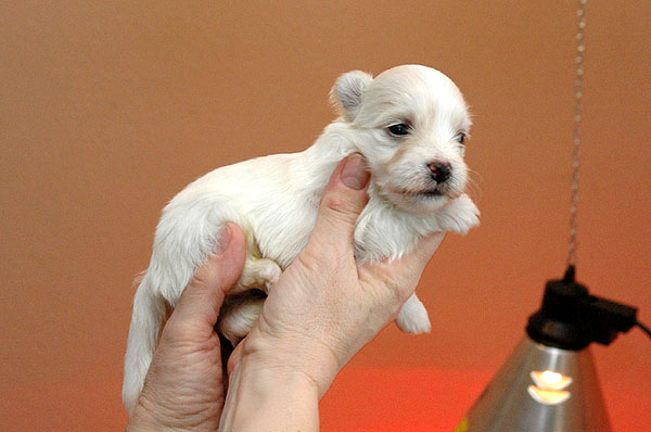 Bjarke bichon havanese hvalp hundehvalp bichon havanais hvalpe hundehvalpe
