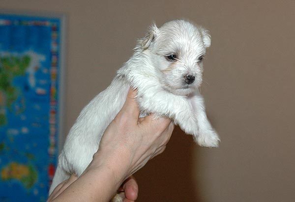 Bjarke bichon havanese hvalp hundehvalp bichon havanais hvalpe hundehvalpe