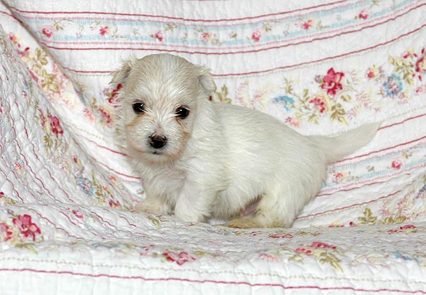 Bjarke bichon havanese hvalp hundehvalp bichon havanais hvalpe hundehvalpe