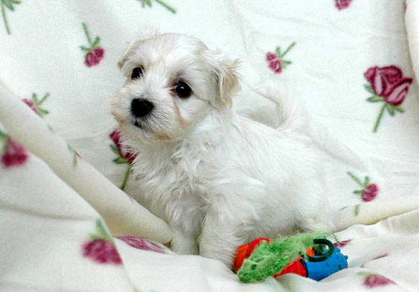 Bjarke bichon havanese hvalp hundehvalp bichon havanais hvalpe hundehvalpe
