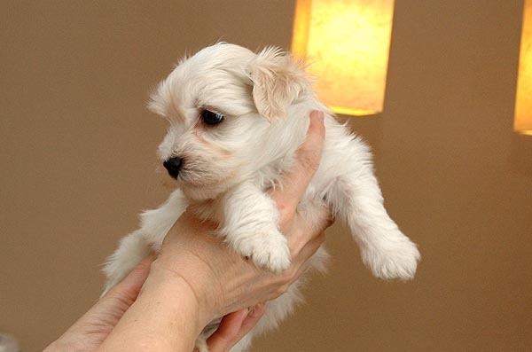 Bjarke bichon havanese hvalp hundehvalp bichon havanais hvalpe hundehvalpe