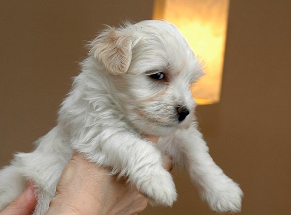Bjarke bichon havanese hvalp hundehvalp bichon havanais hvalpe hundehvalpe