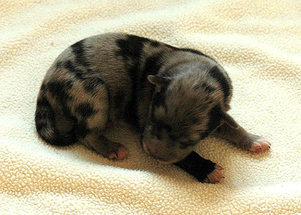 Bjoerk Aussie hvalp hundehvalp Australian Shepherd hvalpe hundehvalpe