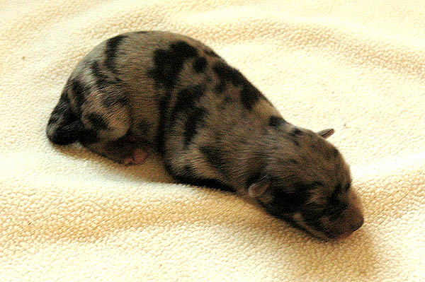 Bjoerk Aussie hvalp hundehvalp Australian Shepherd hvalpe hundehvalpe