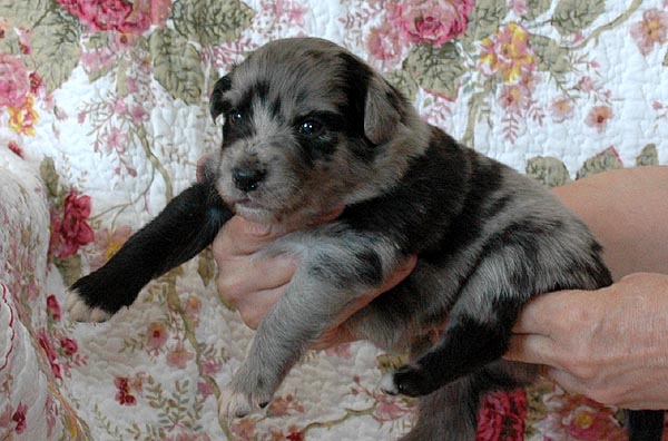 Bjoerk Aussie hvalp hundehvalp Australian Shepherd hvalpe hundehvalpe