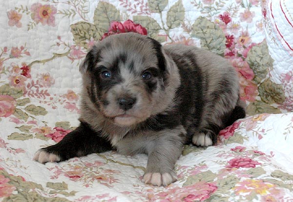 Bjoerk Aussie hvalp hundehvalp Australian Shepherd hvalpe hundehvalpe