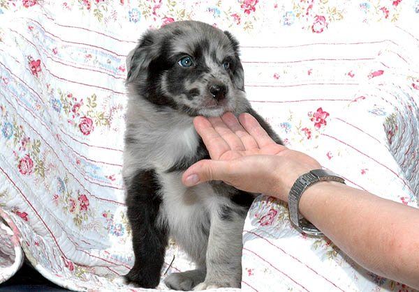 Bjoerk Aussie hvalp hundehvalp Australian Shepherd hvalpe hundehvalpe