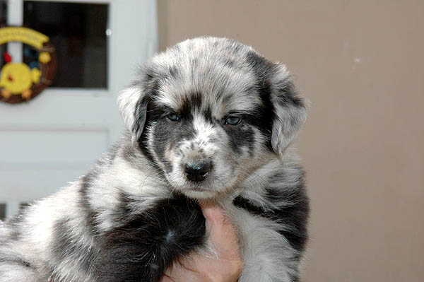 Bjoerk Aussie hvalp hundehvalp Australian Shepherd hvalpe hundehvalpe