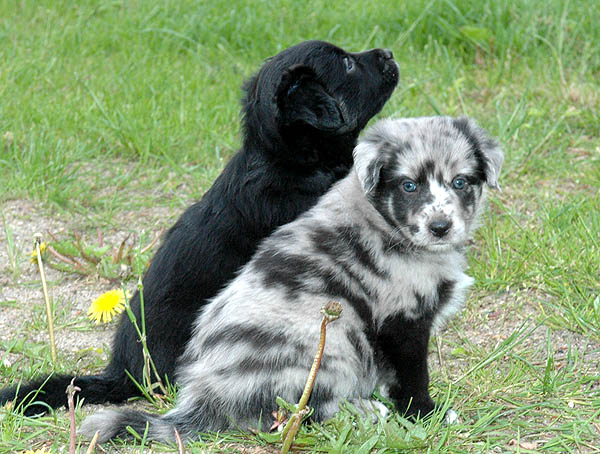 Bjoerk Aussie hvalp hundehvalp Australian Shepherd hvalpe hundehvalpe