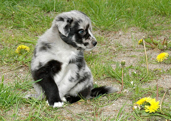 Bjoerk Aussie hvalp hundehvalp Australian Shepherd hvalpe hundehvalpe