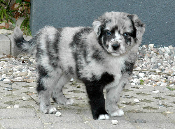 Bjoerk Aussie hvalp hundehvalp Australian Shepherd hvalpe hundehvalpe