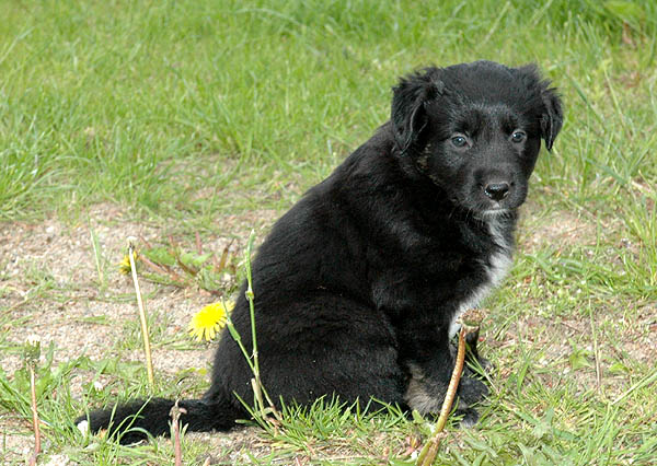 Blackbeauty Aussie hvalp hundehvalp Australian Shepherd hvalpe hundehvalpe
