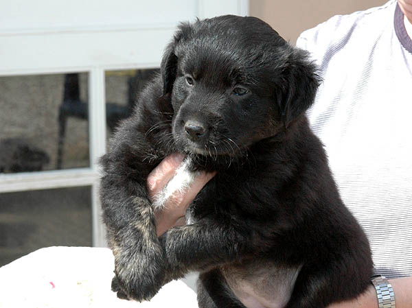 Blackbeauty Aussie hvalp hundehvalp Australian Shepherd hvalpe hundehvalpe