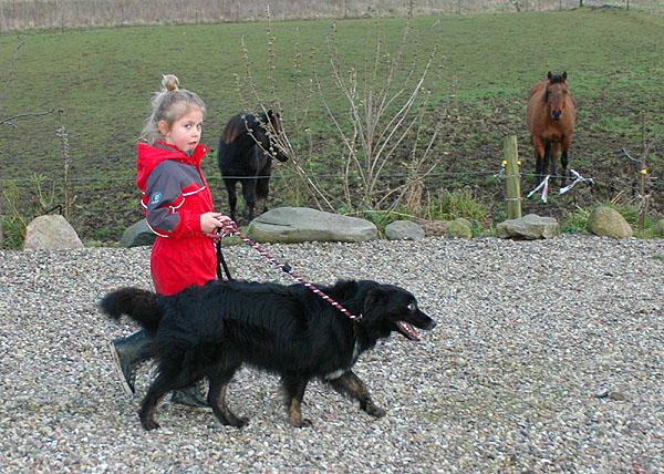 Blackbeauty Aussie hvalp hundehvalp Australian Shepherd hvalpe hundehvalpe