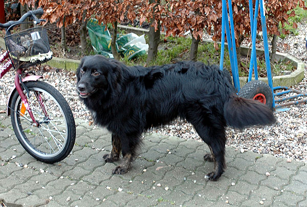 Blackbeauty Aussie hvalp hundehvalp Australian Shepherd hvalpe hundehvalpe