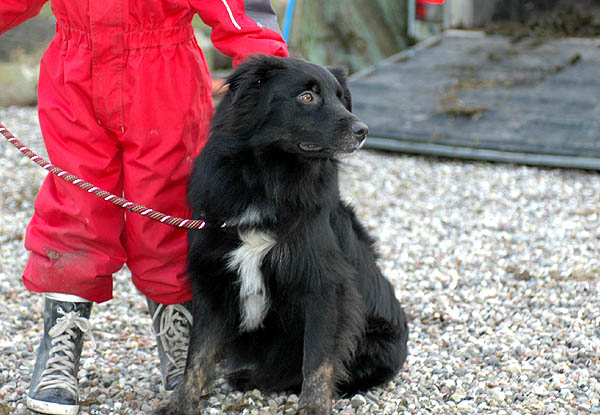 Blackbeauty Aussie hvalp hundehvalp Australian Shepherd hvalpe hundehvalpe
