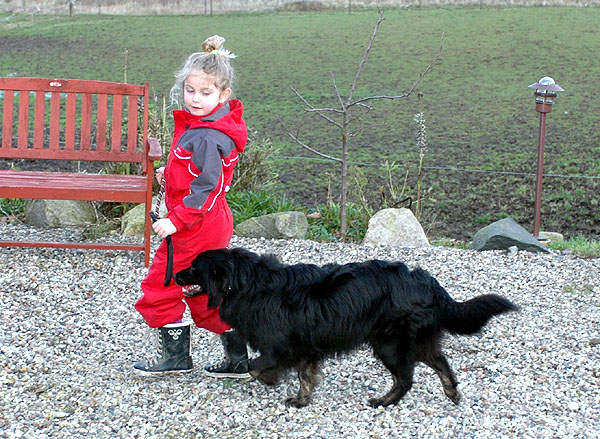Blackbeauty Aussie hvalp hundehvalp Australian Shepherd hvalpe hundehvalpe