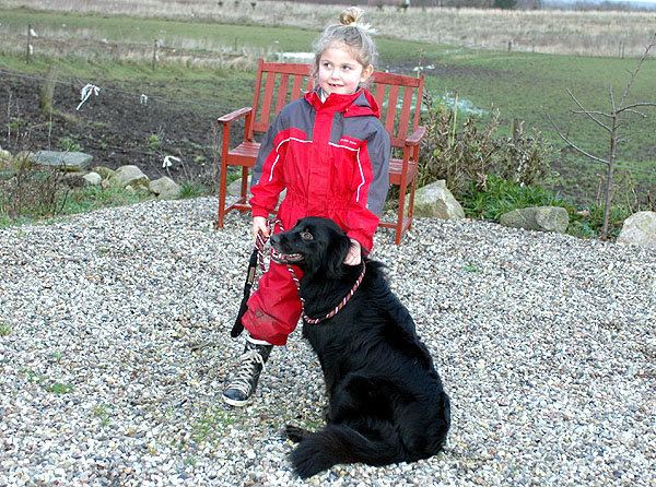 Blackbeauty Aussie hvalp hundehvalp Australian Shepherd hvalpe hundehvalpe