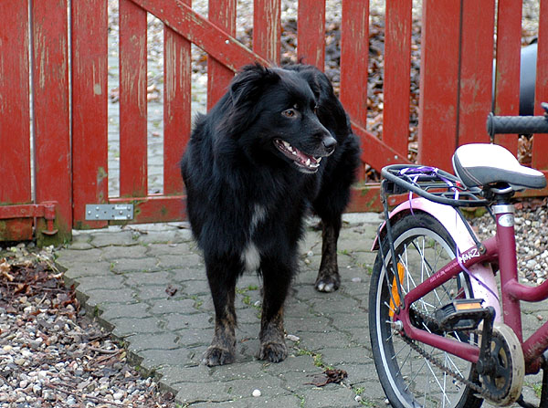 Blackbeauty Aussie hvalp hundehvalp Australian Shepherd hvalpe hundehvalpe