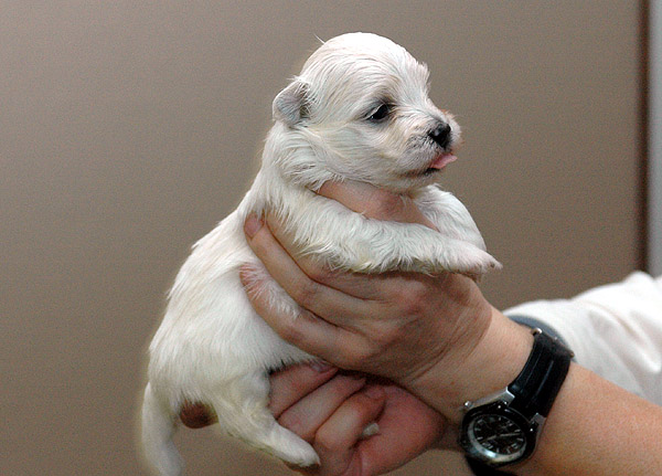 Boeg bichon havanese hvalp hundehvalp bichon havanais hvalpe hundehvalpe