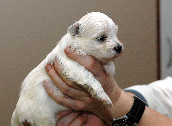 Boeg bichon havanese hvalp hundehvalp bichon havanais hvalpe hundehvalpe