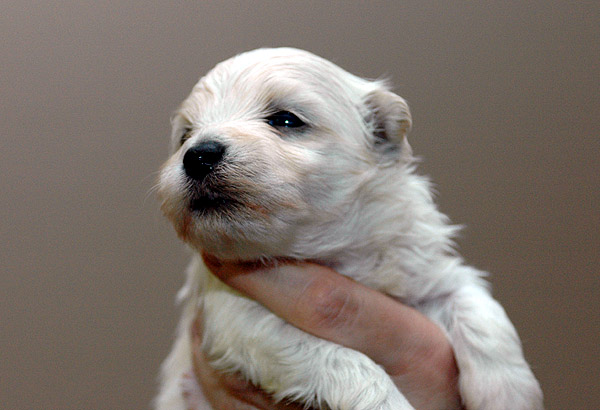 Boeg bichon havanese hvalp hundehvalp bichon havanais hvalpe hundehvalpe