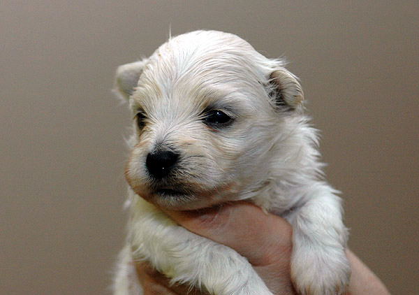 Boeg bichon havanese hvalp hundehvalp bichon havanais hvalpe hundehvalpe