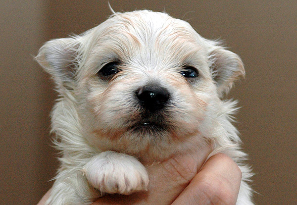 Boeg bichon havanese hvalp hundehvalp bichon havanais hvalpe hundehvalpe