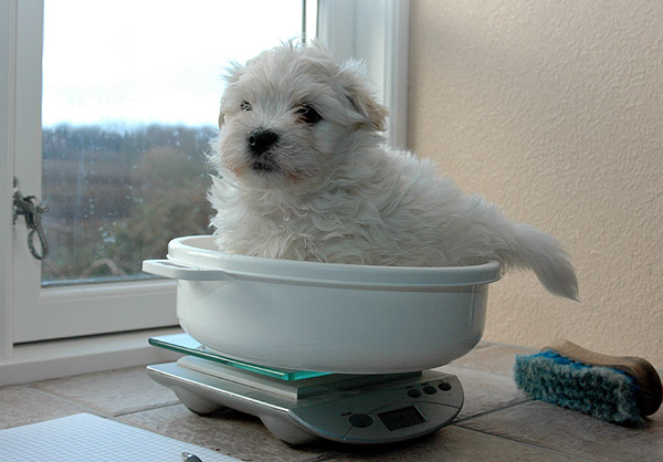 Boeg bichon havanese hvalp hundehvalp bichon havanais hvalpe hundehvalpe