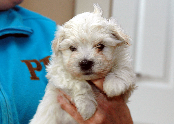 Boeg bichon havanese hvalp hundehvalp bichon havanais hvalpe hundehvalpe