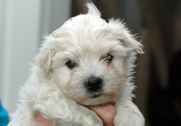 Boeg bichon havanese hvalp hundehvalp bichon havanais hvalpe hundehvalpe