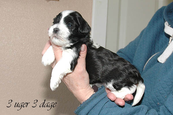 Bonny bichon havanese hvalp hundehvalp bichon havanais hvalpe hundehvalpe