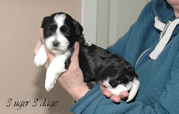 Bonny bichon havanese hvalp hundehvalp bichon havanais hvalpe hundehvalpe