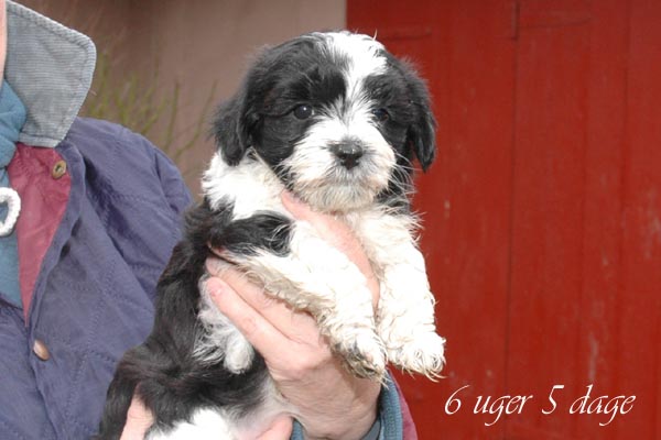 Bonny bichon havanese hvalp hundehvalp bichon havanais hvalpe hundehvalpe