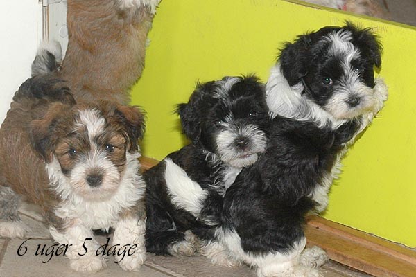 Bonny bichon havanese hvalp hundehvalp bichon havanais hvalpe hundehvalpe