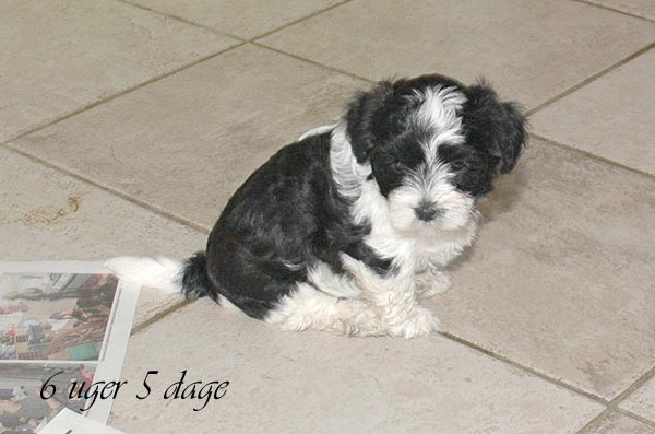 Bonny bichon havanese hvalp hundehvalp bichon havanais hvalpe hundehvalpe