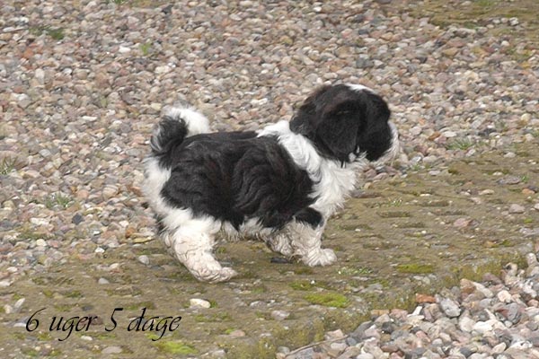 Bonny bichon havanese hvalp hundehvalp bichon havanais hvalpe hundehvalpe