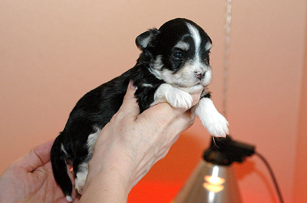 Bono bichon havanese hvalp hundehvalp bichon havanais hvalpe hundehvalpe
