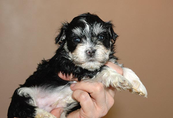 Bono bichon havanese hvalp hundehvalp bichon havanais hvalpe hundehvalpe