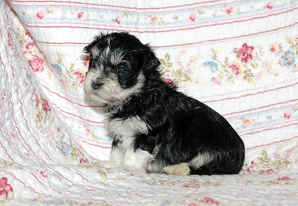 Bono bichon havanese hvalp hundehvalp bichon havanais hvalpe hundehvalpe