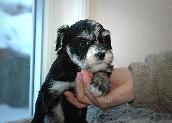 Bono bichon havanese hvalp hundehvalp bichon havanais hvalpe hundehvalpe