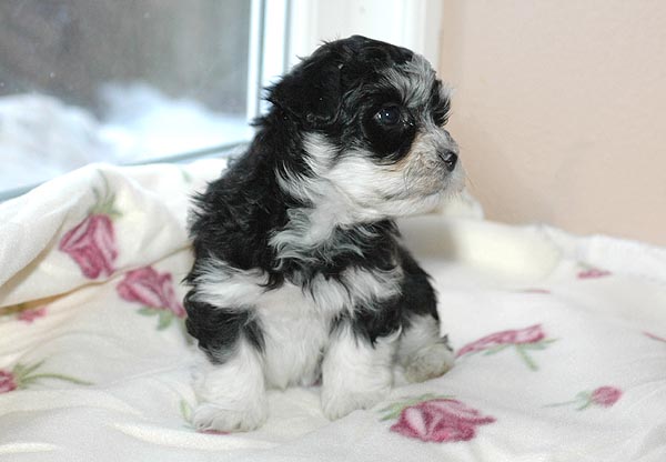 Bono bichon havanese hvalp hundehvalp bichon havanais hvalpe hundehvalpe