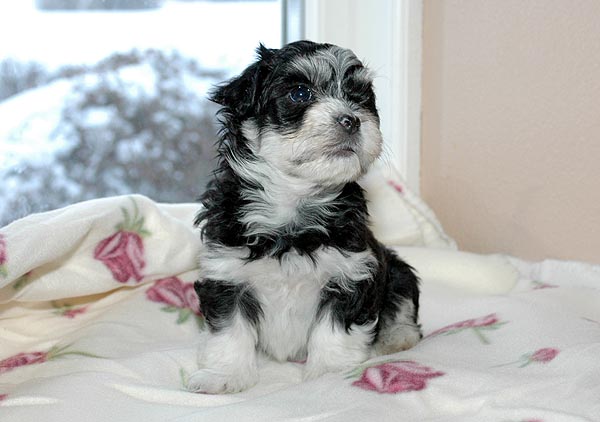 Bono bichon havanese hvalp hundehvalp bichon havanais hvalpe hundehvalpe