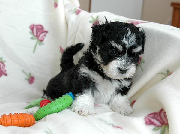 Bono bichon havanese hvalp hundehvalp bichon havanais hvalpe hundehvalpe